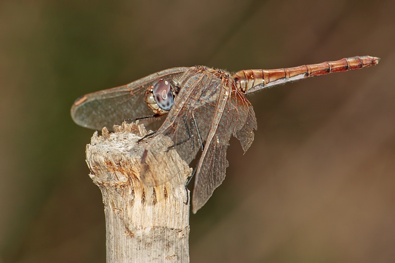 O. coerulescens femmina ?? no, Trithemis annulata